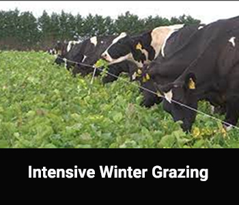 Intensive winter grazing CI
