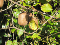 Wild Kiwifruit 2