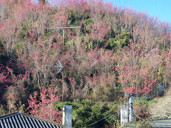 Taiwan cherry can proliferate quickly 