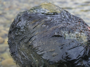 Image of toxic algae