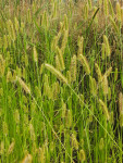 Yellow Bristle Grass Image