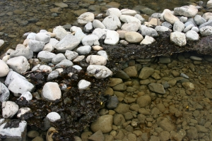 Image of toxic algae mats on the rivers edge